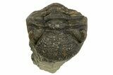 Wide, Curled Morocops Trilobite - Morocco #323238-2